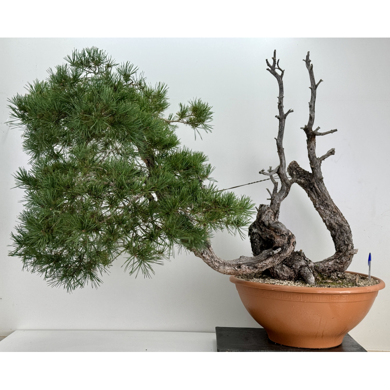 Pinus sylvestris I-7376