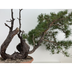 Pinus sylvestris I-7376 view 5