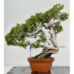 Juniperus sabina A00832