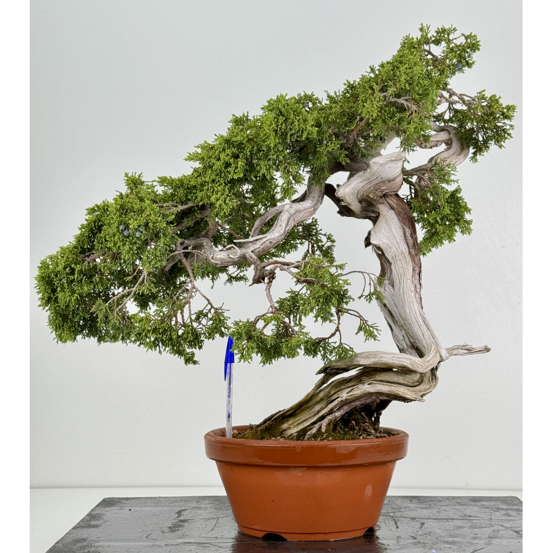 Juniperus sabina A00832