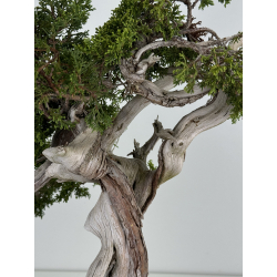 Juniperus sabina A00832 view 4