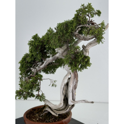 Juniperus sabina A00832 view 5