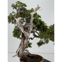 Juniperus sabina A00832 view 6