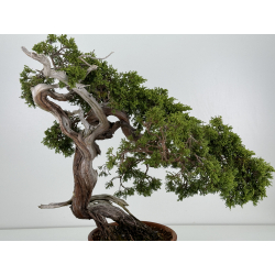 Juniperus sabina A00832 view 8