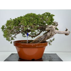 Juniperus sabina A00460