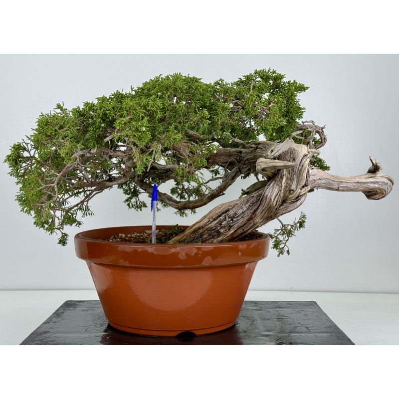 Juniperus sabina A00460