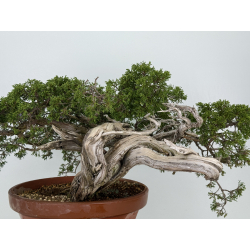 Juniperus sabina A00460 view 4