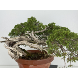 Juniperus sabina A00460 view 5