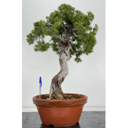 Juniperus sabina A00481