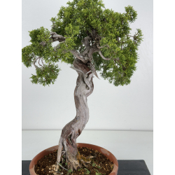 Juniperus sabina A00481 view 2