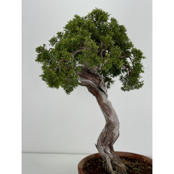 Juniperus sabina A00481 view 4