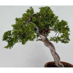 Juniperus sabina A00481 view 5