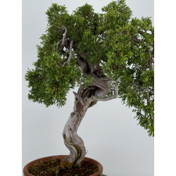 Juniperus sabina A00481 view 7