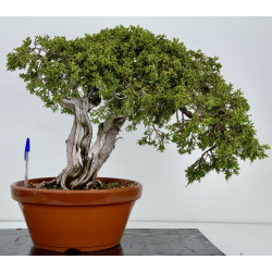 Juniperus sabina -sabina rastrera- A00411