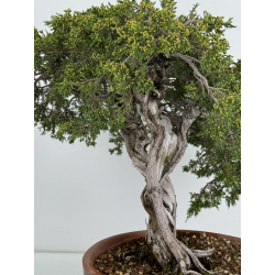 Juniperus sabina A00411 view 4