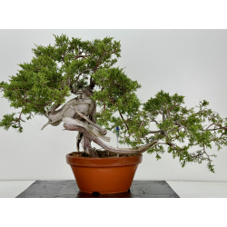 Juniperus sabina A00439