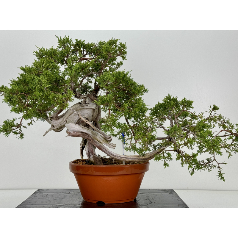 Juniperus sabina -sabina rastrera- A00439