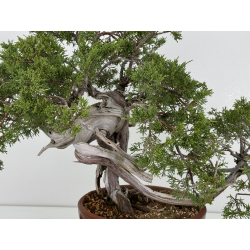 Juniperus sabina A00439 view 2