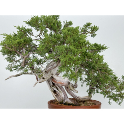 Juniperus sabina A00439 view 4