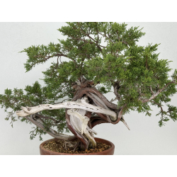 Juniperus sabina A00439 view 6