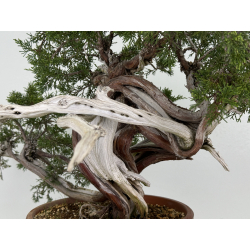 Juniperus sabina A00439 view 7