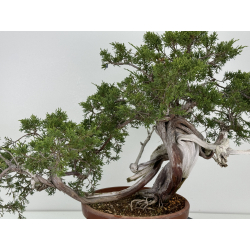 Juniperus sabina A00439 view 8