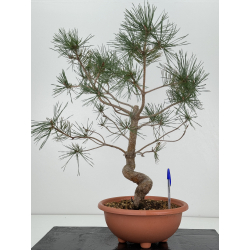 Pinus sylvestris -pino s- europeo- I-7380