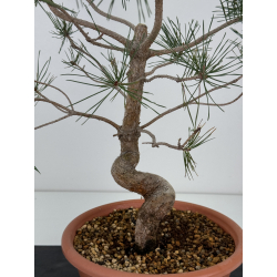 Pinus sylvestris I-7380 view 2