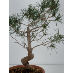 Pinus sylvestris I-7380 view 3