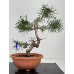 Pinus sylvestris I-7381