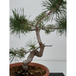 Pinus sylvestris I-7381 view 2