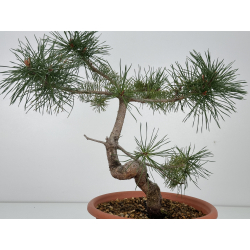 Pinus sylvestris I-7381 view 3