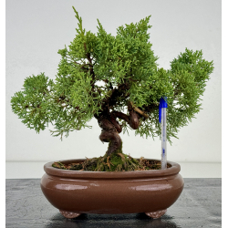 Juniperus chinensis kishu I-7386