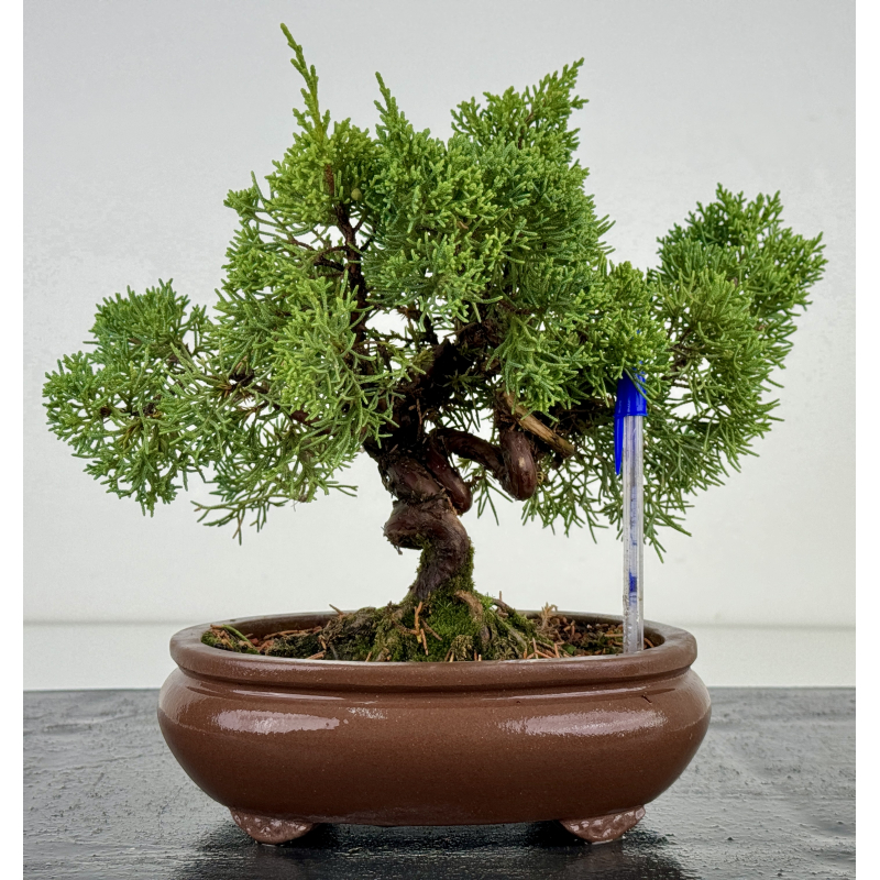 Juniperus chinensis kishu I-7386