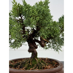 Juniperus chinensis kishu I-7386 vista 2