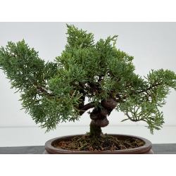 Juniperus chinensis kishu I-7386 vista 3