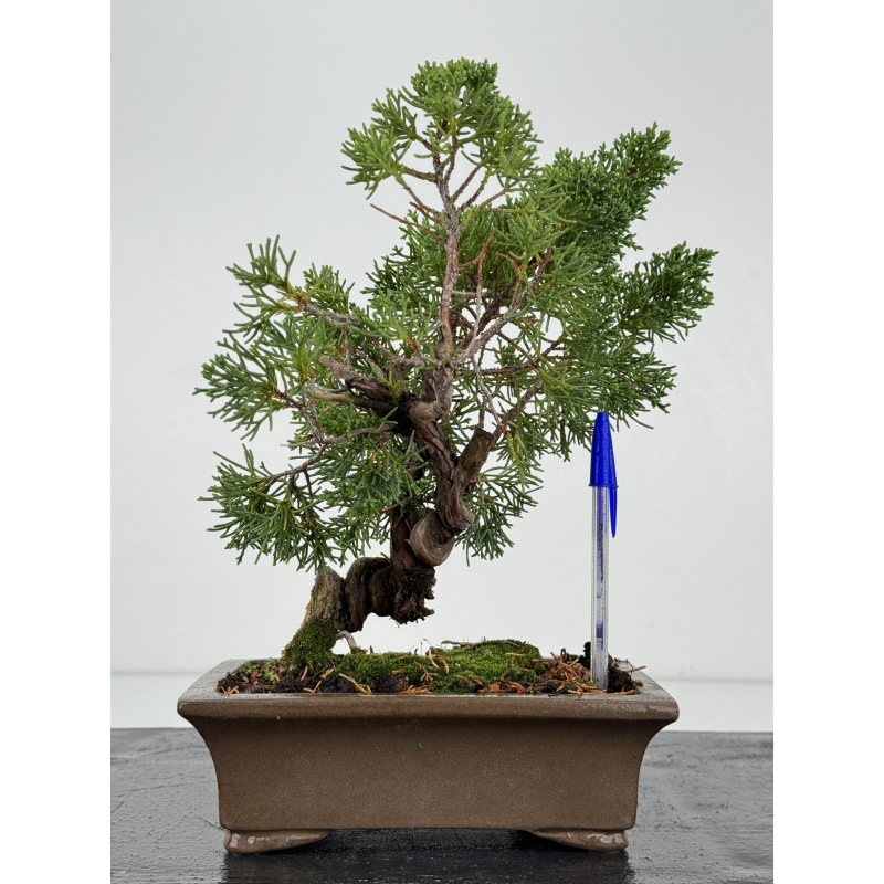 Juniperus chinensis kishu I-7387