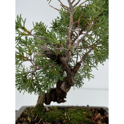 Juniperus chinensis kishu I-7387 vista 2