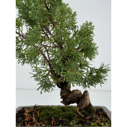 Juniperus chinensis kishu I-7387 view 3