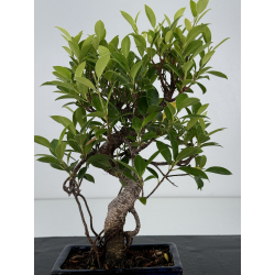 Ficus retusa I-7395 view 2