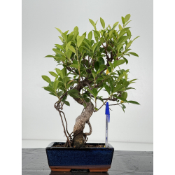 Ficus retusa I-7395