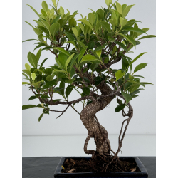 Ficus retusa I-7395 view 3