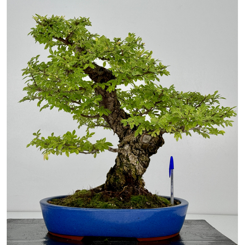 Zelkova nire I-7398