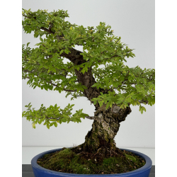 Zelkova nire I-7398 view 2