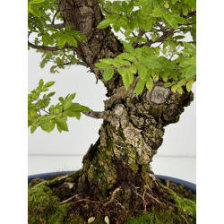 Zelkova nire I-7398 vista 3