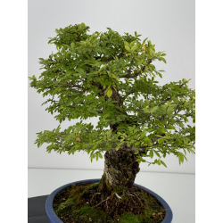 Zelkova nire I-7398 vista 4