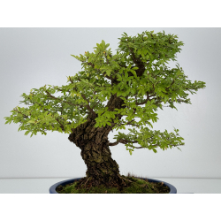 Zelkova nire I-7398 view 6