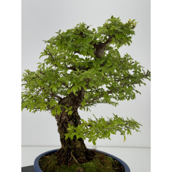 Zelkova nire I-7398 vista 7