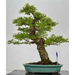 Zelkova nire I-7399