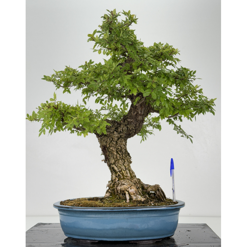 Zelkova nire I-7404